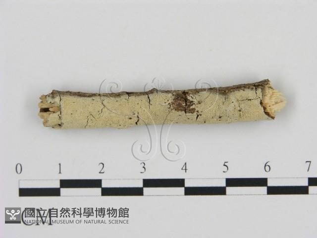 剛毛絲皮菌藏品圖，第1張