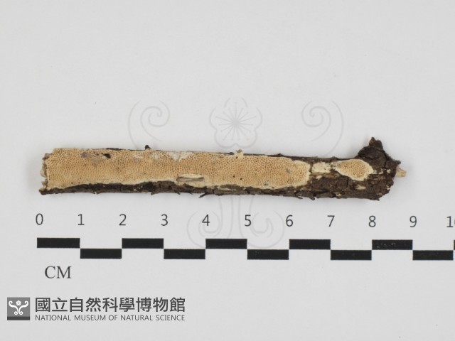 登錄號:F0032834藏品圖，第1張