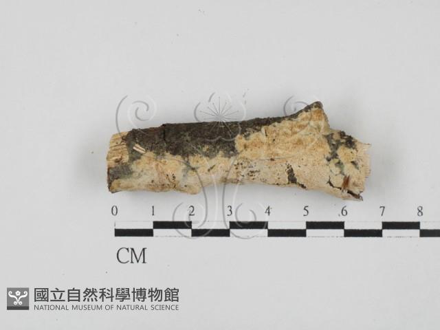 登錄號:F0027834藏品圖，第1張