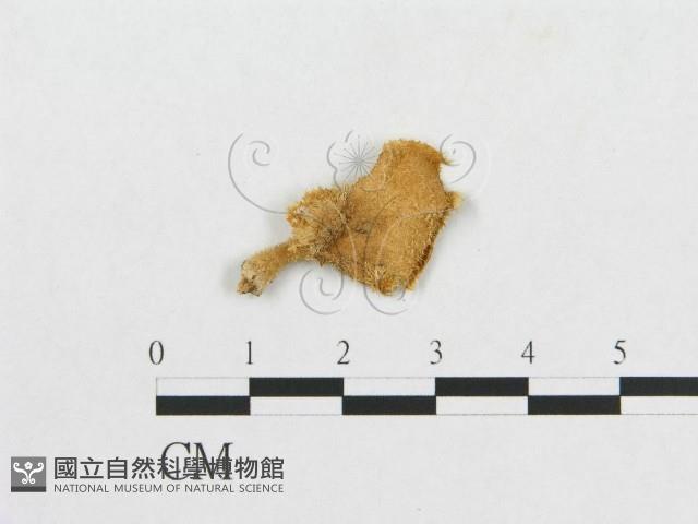 多孔菌屬藏品圖，第1張