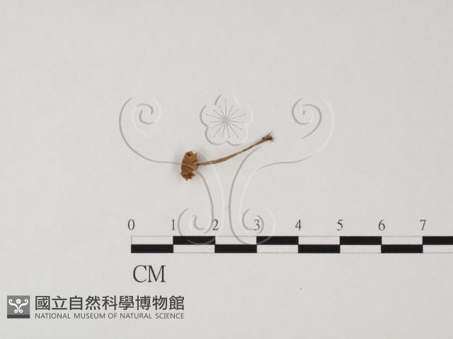 登錄號:F0025834藏品圖，第1張
