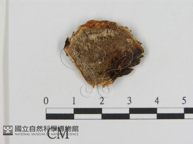 登錄號:F0005834藏品圖，第1張