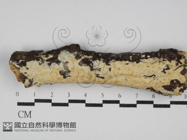 登錄號:F0029834藏品圖，第1張