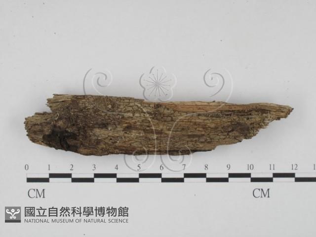 登錄號:F0009834藏品圖，第1張