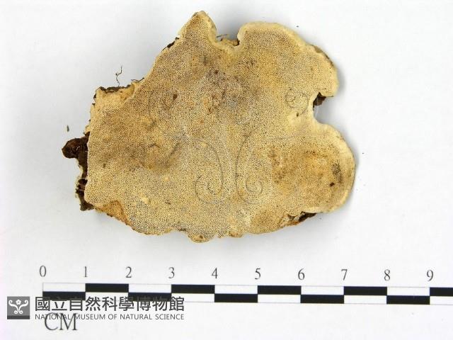 登錄號:F0019834藏品圖，第1張