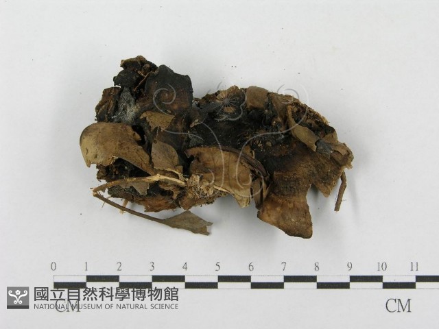 登錄號:F0003834藏品圖，第1張