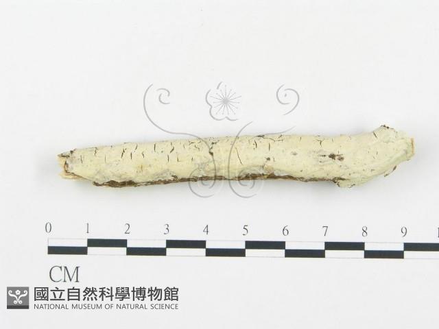 登錄號:F0013834藏品圖，第1張