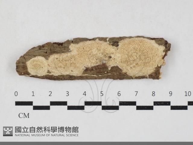 登錄號:F0033834藏品圖，第1張