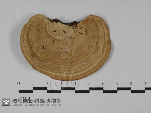 蜂窩菌屬藏品圖，第1張