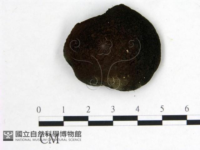 登錄號:F0008934藏品圖，第1張