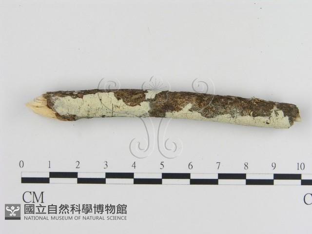 登錄號:F0020934藏品圖，第1張