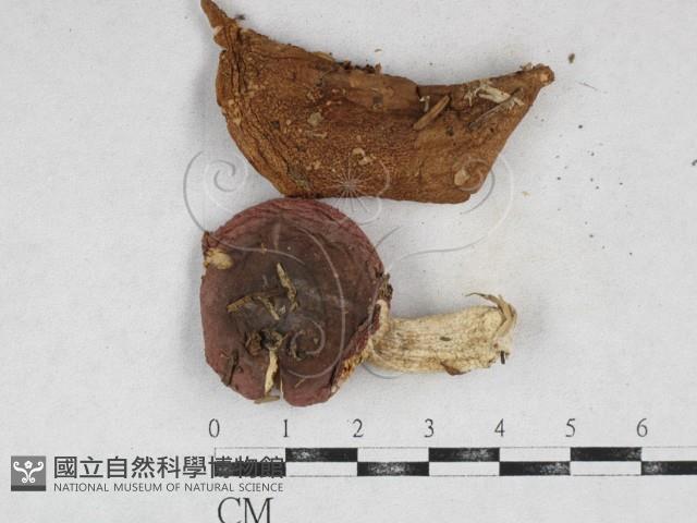 登錄號:F0026934藏品圖，第1張