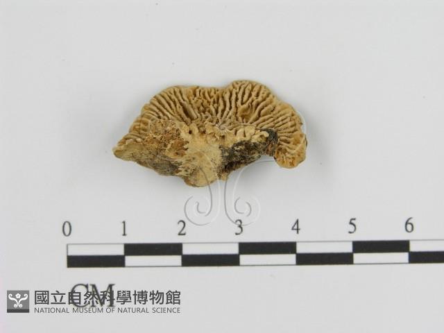 登錄號:F0006934藏品圖，第1張