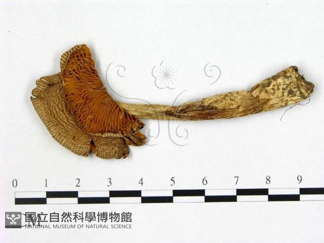 登錄號:F0021934藏品圖，第1張