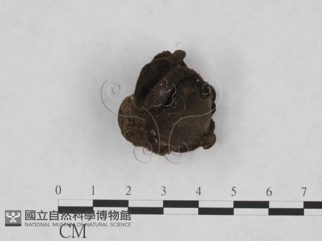 登錄號:F0001934藏品圖，第1張