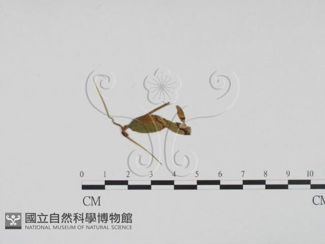 登錄號:F0011934藏品圖，第1張