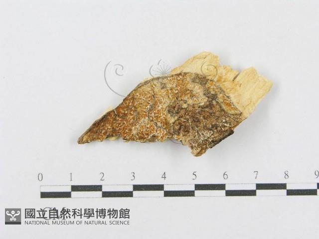 射脈菌屬藏品圖，第1張