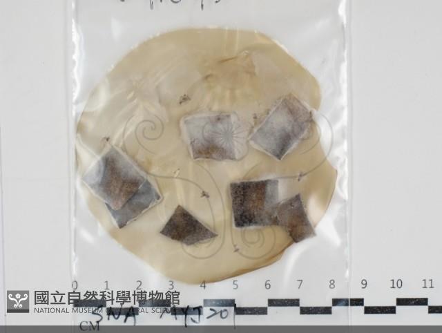 登錄號:F0034934藏品圖，第1張