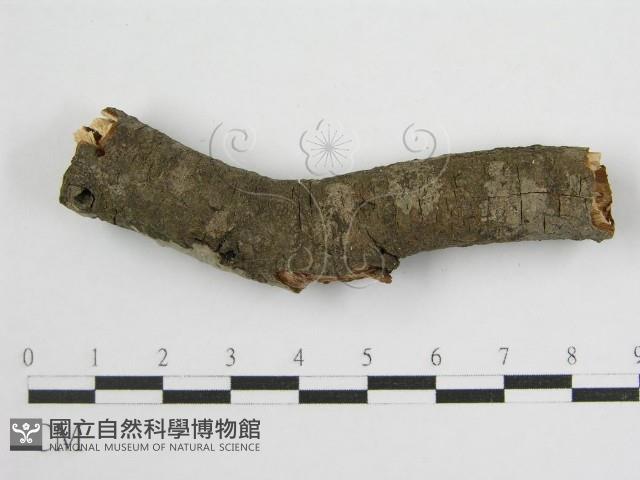 登錄號:F0012934藏品圖，第1張