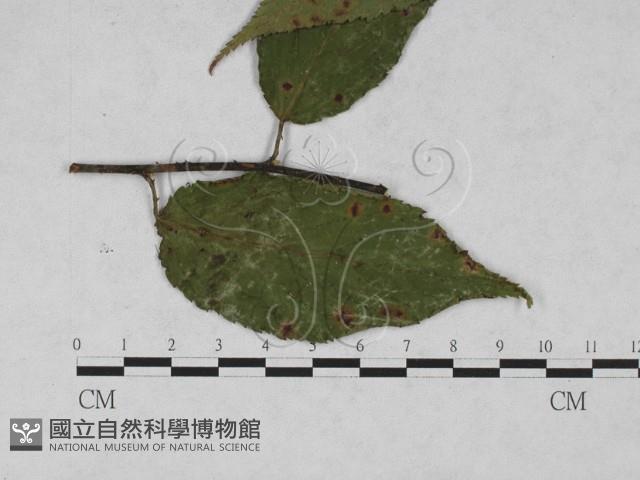 登錄號:F0027934藏品圖，第1張