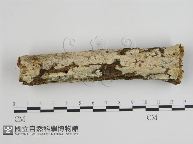 登錄號:F0007934藏品圖，第1張