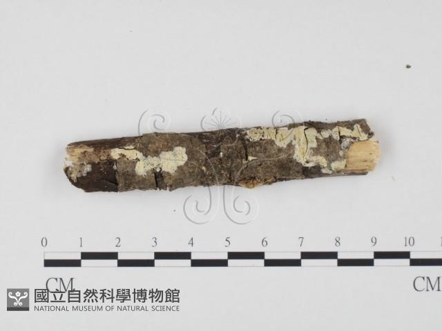 登錄號:F0017934藏品圖，第1張