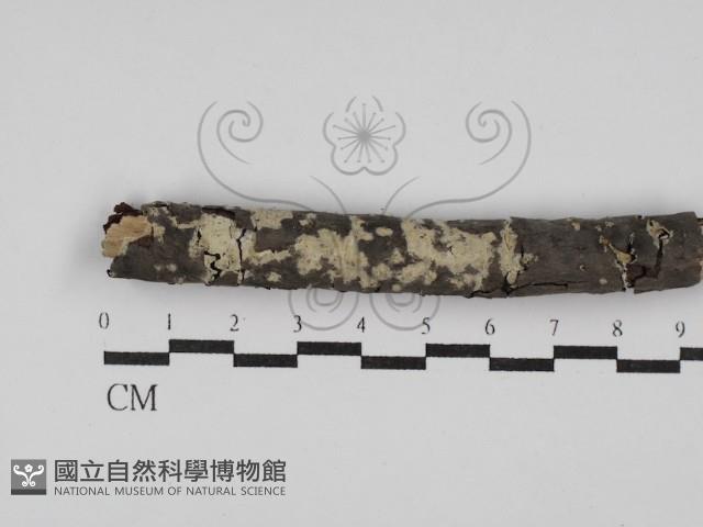 絲皮菌屬藏品圖，第1張