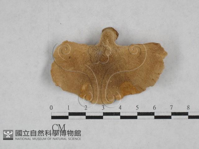 登錄號:F0009934藏品圖，第1張