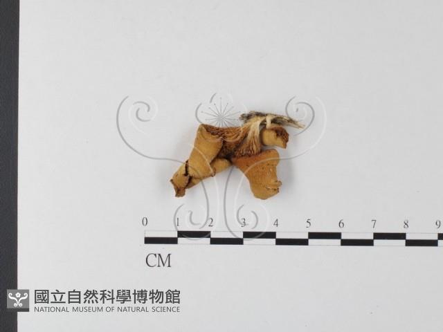 登錄號:F0023934藏品圖，第1張