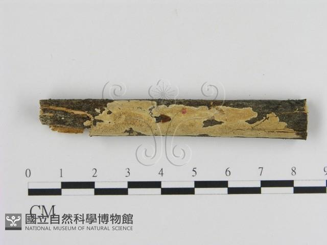 登錄號:F0003934藏品圖，第1張