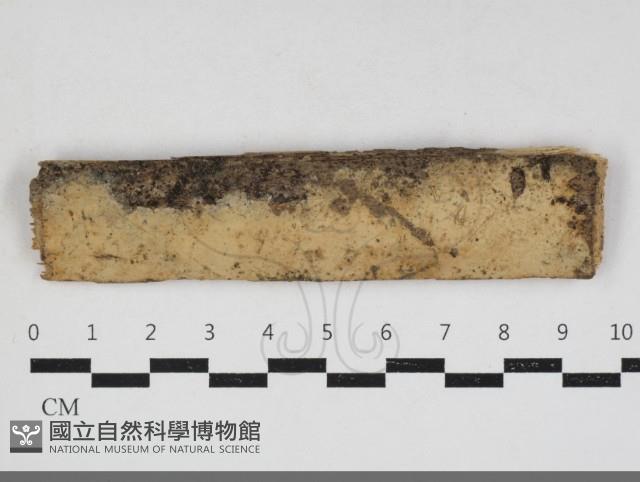 登錄號:F0033934藏品圖，第1張