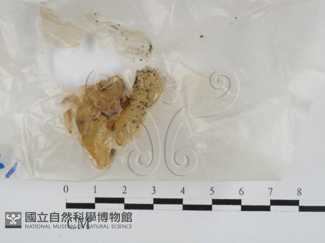 登錄號:F0028634藏品圖，第1張