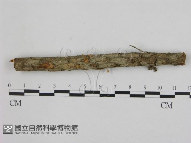 登錄號:F0000634藏品圖，第1張