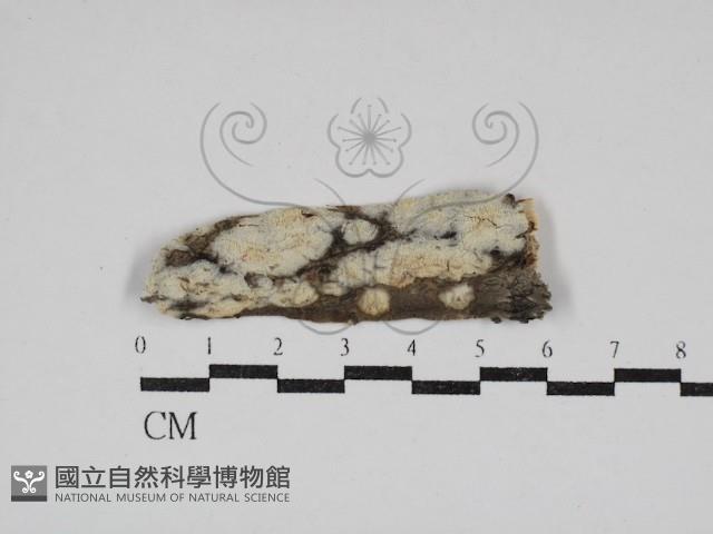 擬筍殼菌屬藏品圖，第1張