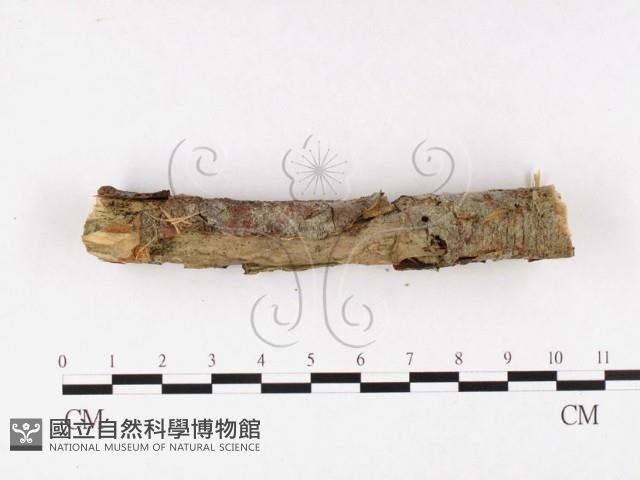 登錄號:F0026634藏品圖，第1張