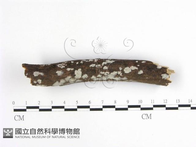 齒耳菌屬藏品圖，第1張