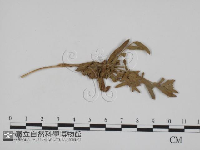 登錄號:F0011634藏品圖，第1張