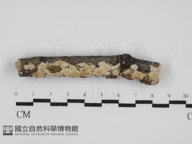 登錄號:F0031634藏品圖，第1張