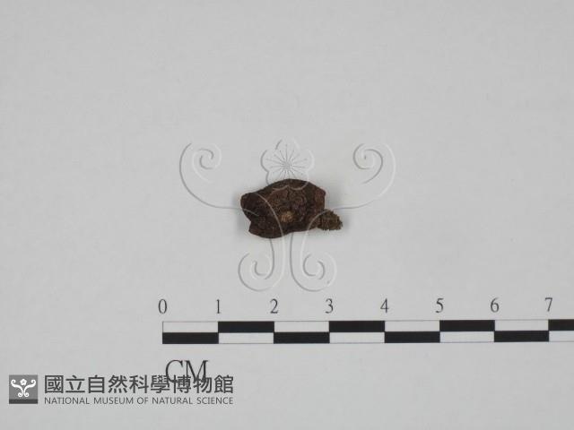 紅菇屬藏品圖，第1張