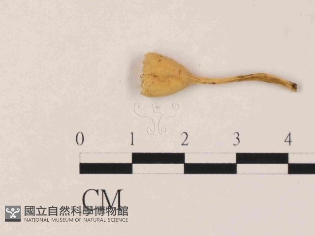 登錄號:F0014634藏品圖，第1張