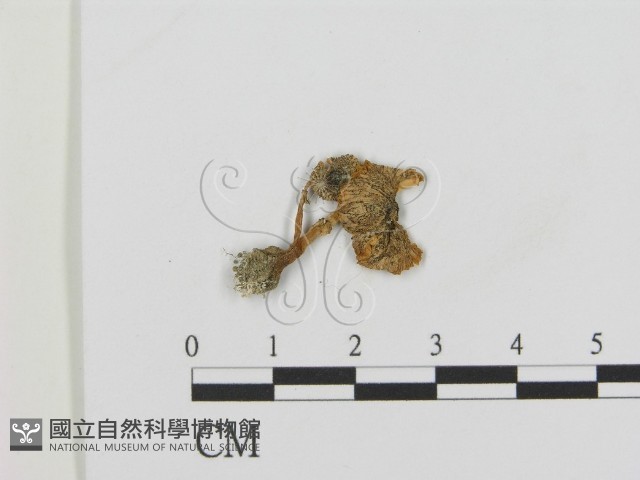 登錄號:F0012634藏品圖，第1張