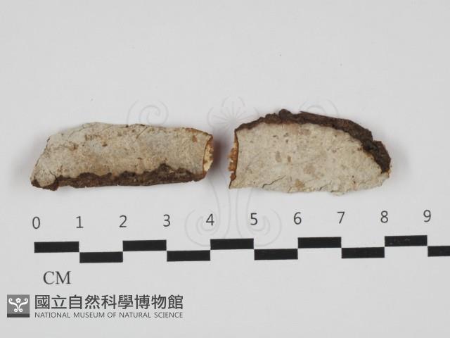 射脈菌屬藏品圖，第1張