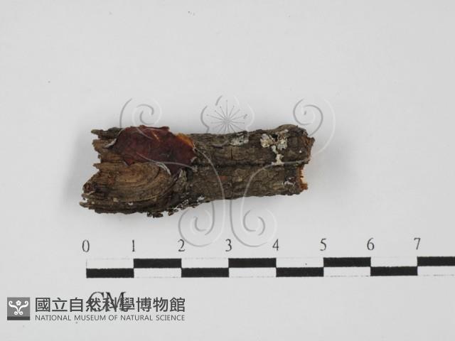 登錄號:F0027634藏品圖，第1張