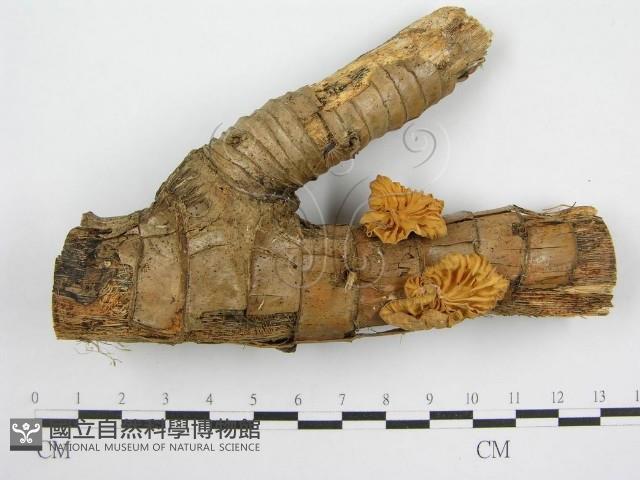 微皮傘屬藏品圖，第1張