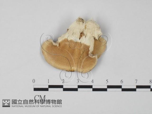 登錄號:F0017634藏品圖，第1張