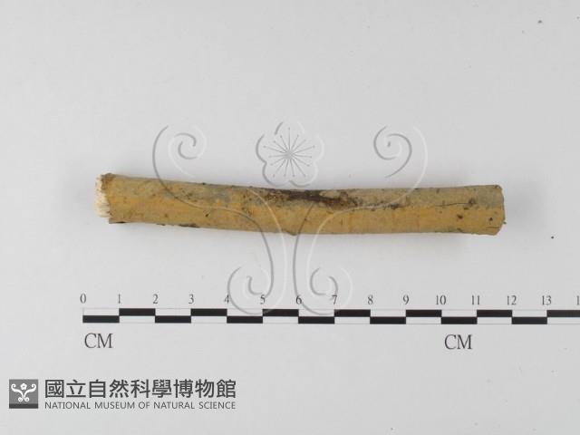 登錄號:F0025634藏品圖，第1張