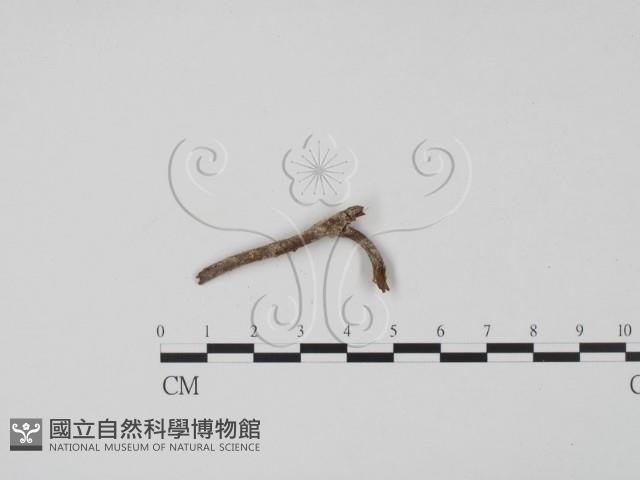 登錄號:F0019634藏品圖，第1張