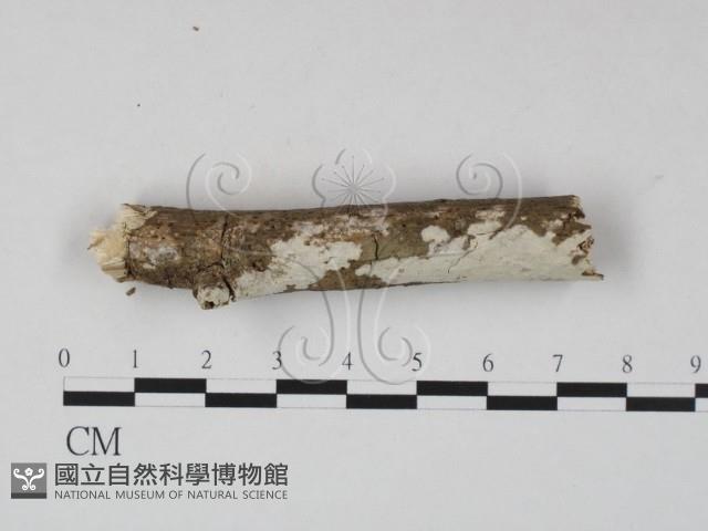 登錄號:F0023634藏品圖，第1張