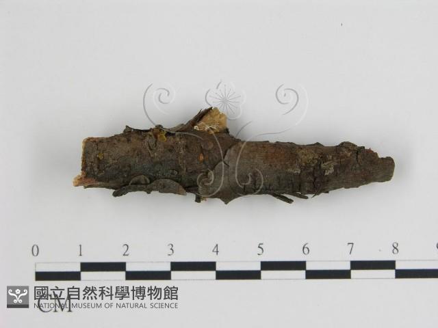 登錄號:F0013634藏品圖，第1張