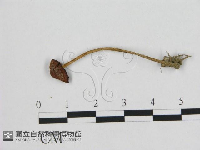 登錄號:F0008434藏品圖，第1張